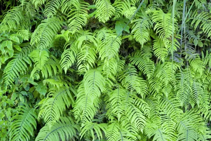 Framed Print : Fern ferns cover this slope in a green veil Te Urewera National Park, Hawke's Bay, North Island, New Zealand