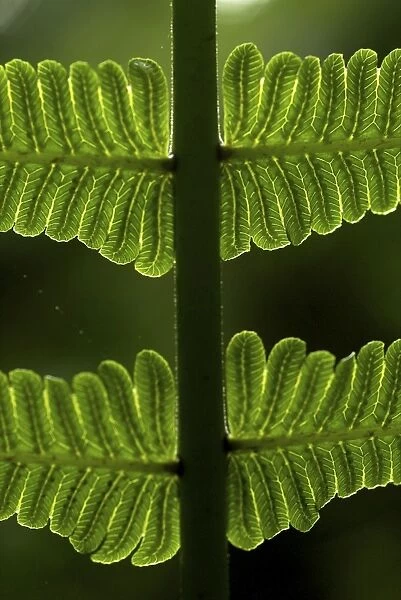 Fern - detail of a leaf - Tanzania - Africa