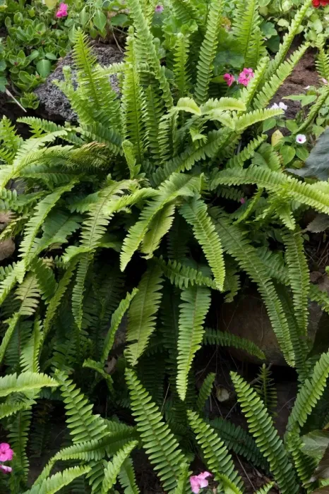 Framed Print : Fern - Location - Hotel Quinta Splendida Botanical Gardens, Madeira. February Framed Print : Fern - Location - Hotel Quinta Splendida Botanical Gardens, Madeira. February