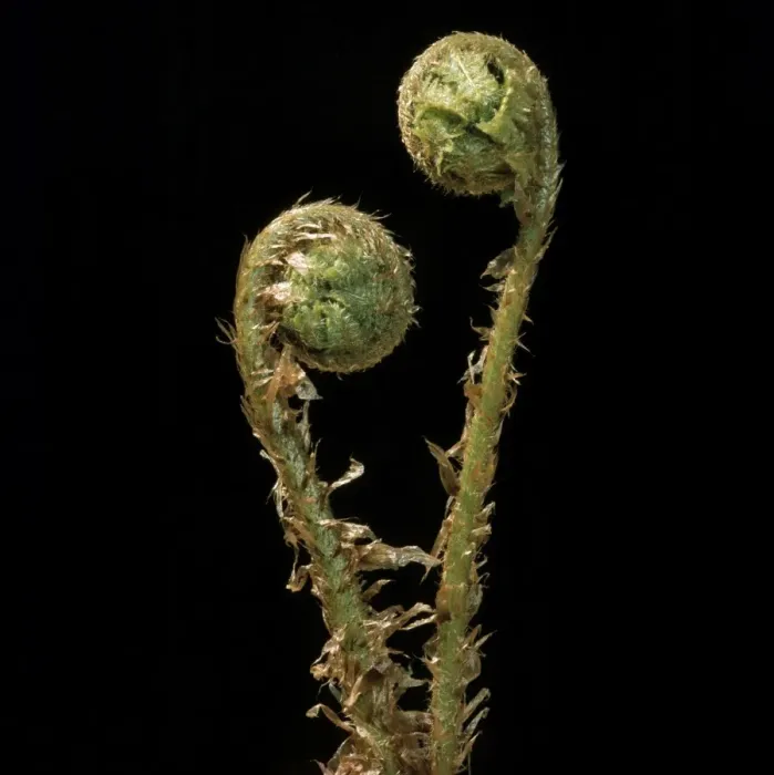 Framed Print : Fern - male, uncurling fronds Framed Print : Fern - male, uncurling fronds
