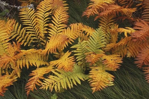 Ferns - autumn foliage - Gros Morne National Park - Newfoundland - Canada