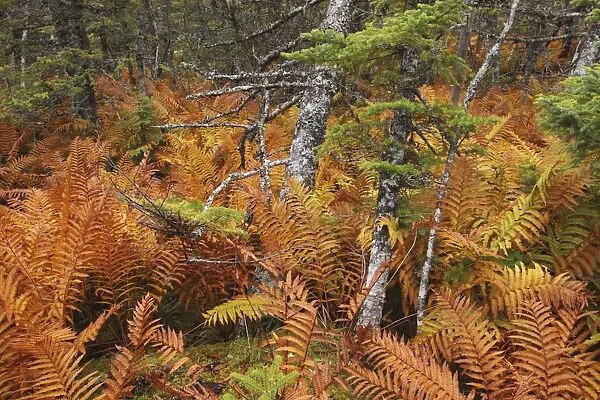Ferns - autumn foliage - Gros Morne National Park - Newfoundland - Canada