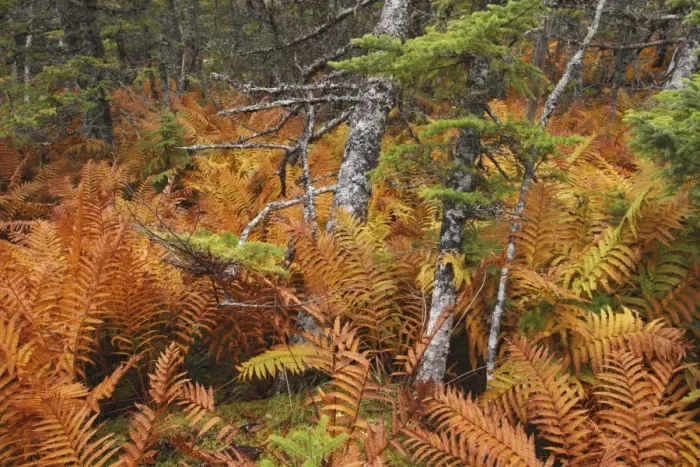 Framed Print : Ferns - autumn foliage - Gros Morne National Park - Newfoundland - Canada Framed Print : Ferns - autumn foliage - Gros Morne National Park - Newfoundland - Canada