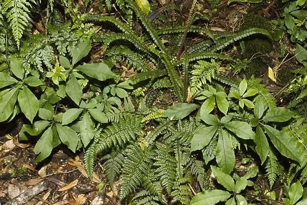Ferns and other flora growing on forest floor. Tararua Forest Park - North Island - New Zealand