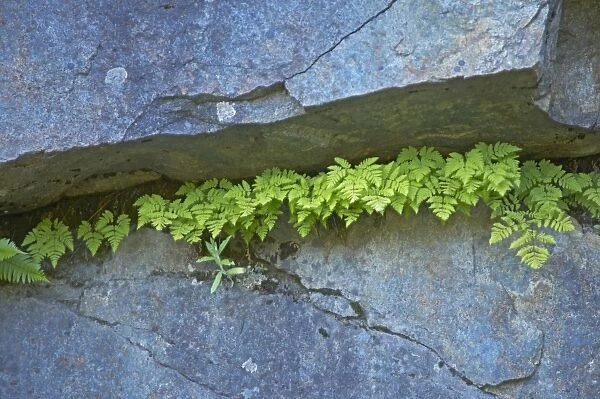 Ferns growing in Cliff Face crack Mount Rainier NP, Washington State, USA PL000352