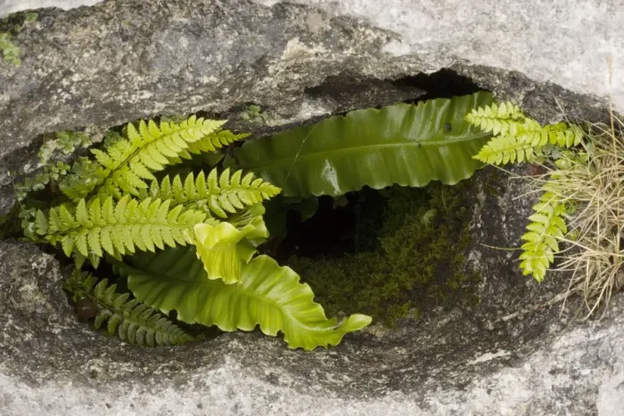 Framed Print : Ferns growing in a gryke (crevice) in limestone pavement. Carboniferous limestone. Gait Barrows, Cumbria Framed Print : Ferns growing in a gryke (crevice) in limestone pavement. Carboniferous limestone. Gait Barrows, Cumbria