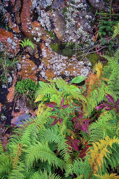 Ferns by rockface, Blue Ridge Parkway, Smoky Mountains, USA. Date: 30-09-2018