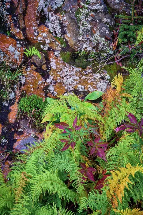 Framed Print : Ferns by rockface, Blue Ridge Parkway, Smoky Mountains, USA. Date: 30-09-2018