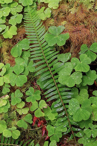 Ferns and sorrel on forest floor, Hoh Rainforest, Olympic National Park, Washington State Date: 19-06-2013