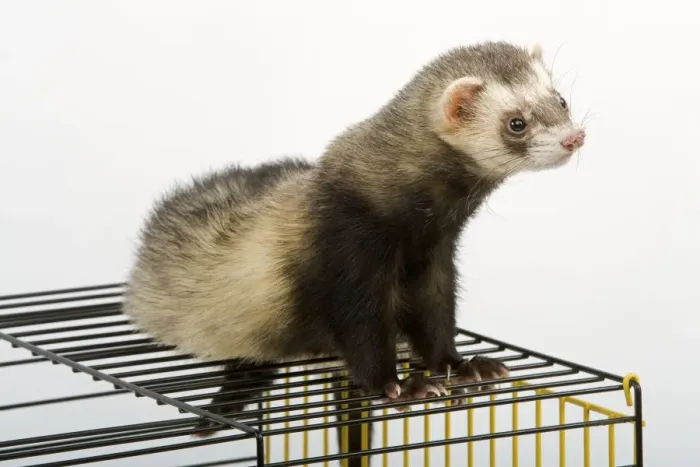 Framed Print : Ferret - on cage - in studio Framed Print : Ferret - on cage - in studio