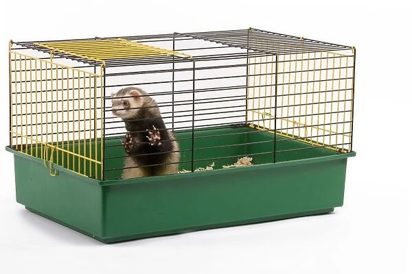 Ferret - in cage - in studio