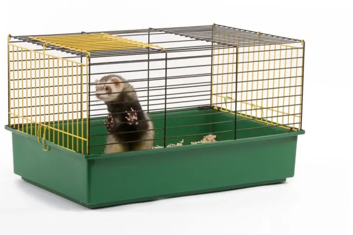 Framed Print : Ferret - in cage - in studio Framed Print : Ferret - in cage - in studio