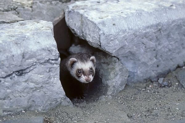 Ferret - emerging from gutter hole in the street