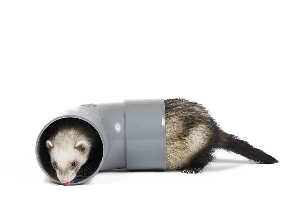 Ferret - sable colour playing in pipe
