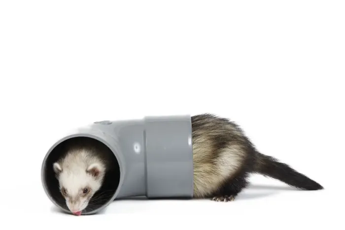Framed Print : Ferret - sable colour playing in pipe Framed Print : Ferret - sable colour playing in pipe