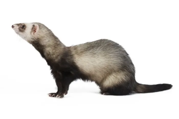 Framed Print : Ferret - sable colouration - in studio Framed Print : Ferret - sable colouration - in studio