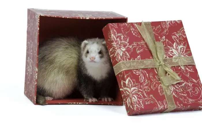 Framed Print : Ferret - sable colouration - in studio hiding in a present box Framed Print : Ferret - sable colouration - in studio hiding in a present box