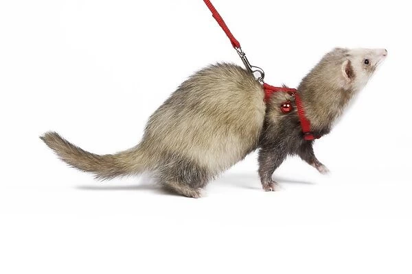 Ferret - sable colouration - in studio wearing harness & lead