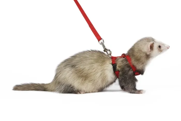 Framed Print : Ferret - sable colouration - in studio wearing harness & lead Framed Print : Ferret - sable colouration - in studio wearing harness & lead