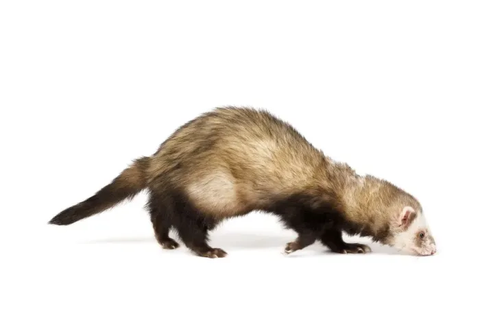 Framed Print : Ferret - sable colouring in studio Framed Print : Ferret - sable colouring in studio