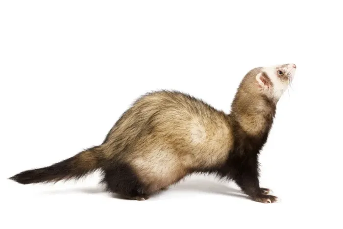Framed Print : Ferret - sable colouring in studio Framed Print : Ferret - sable colouring in studio