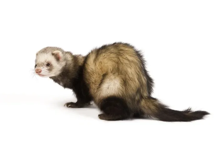 Framed Print : Ferret - sable colouring in studio Framed Print : Ferret - sable colouring in studio