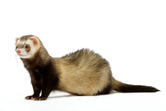 Framed Print : Ferret - in studio Framed Print : Ferret - in studio