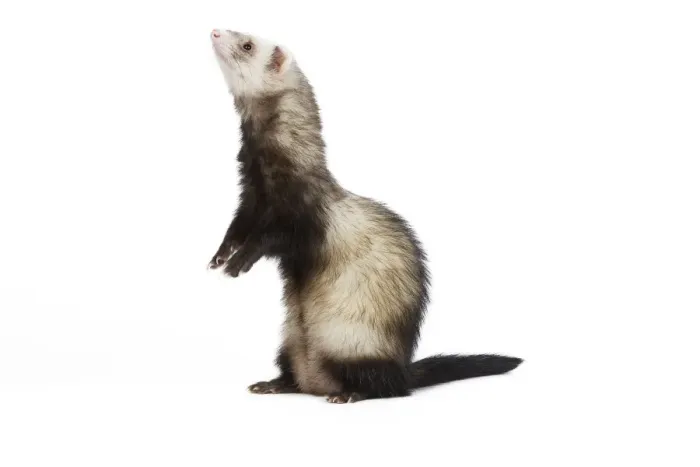 Framed Print : Ferret - in studio Framed Print : Ferret - in studio