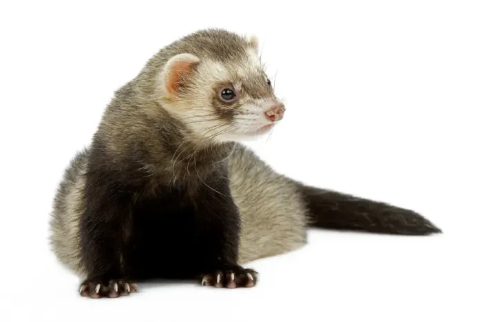 Framed Print : Ferret - in studio Framed Print : Ferret - in studio