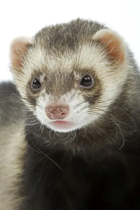 Framed Print : Ferret - in studio Framed Print : Ferret - in studio