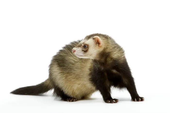 Framed Print : Ferret - in studio Framed Print : Ferret - in studio