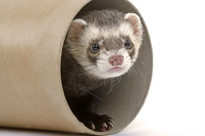 Framed Print : Ferret - in studio in cardboard tunnel Framed Print : Ferret - in studio in cardboard tunnel