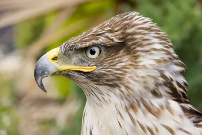 Framed Print : Ferruginous Buzzard / Hawk Framed Print : Ferruginous Buzzard / Hawk