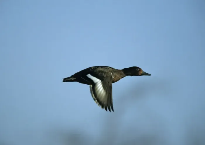 Framed Print : Ferruginous Duck - In Flight Norfolk, UK BI004649 Framed Print : Ferruginous Duck - In Flight Norfolk, UK BI004649