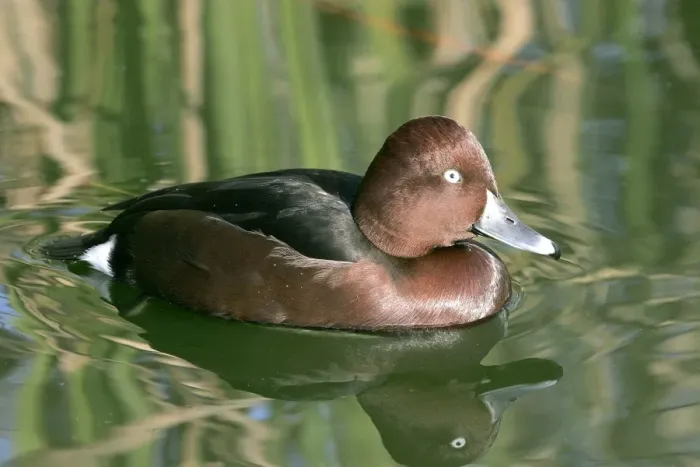 Framed Print : Ferruginous Duck - male. Coto Donana National Park -Spain. Latin also Aythya nyroca