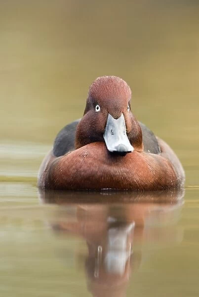 Ferruginous Duck - winter - UK