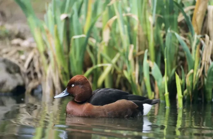 Framed Print : Ferruginous / Ferruginous pochard / white-eyed pochard Duck Framed Print : Ferruginous / Ferruginous pochard / white-eyed pochard Duck