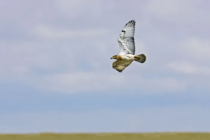 Framed Print : Ferruginous Hawk Framed Print : Ferruginous Hawk