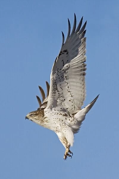 Ferruginous Hawk - in flight, in winter. Texas Panhandle, January