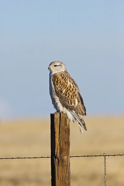 Ferruginous Hawk - in winter. New Mexico, February