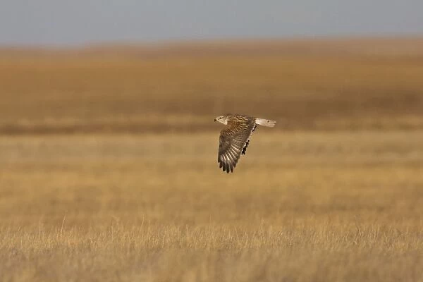 Ferruginous Hawk - in winter over typical grassland habitat. January in New Mexico