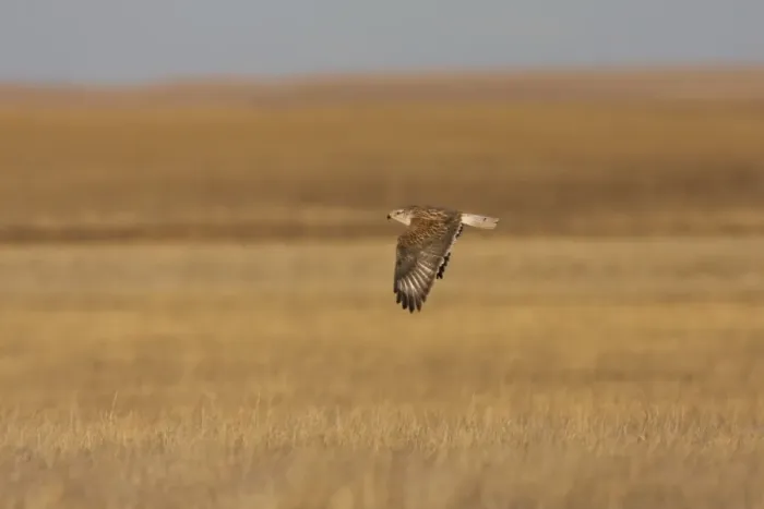 Framed Print : Ferruginous Hawk - in winter over typical grassland habitat. January in New Mexico Framed Print : Ferruginous Hawk - in winter over typical grassland habitat. January in New Mexico