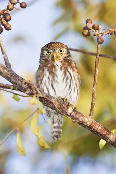 Framed Print : Ferruginous Pygmy-owl. Nayarit Mexico in March Framed Print : Ferruginous Pygmy-owl. Nayarit Mexico in March