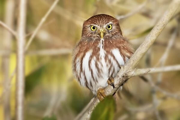 Ferruginous Pygmy-owl. Nayarit Mexico in March