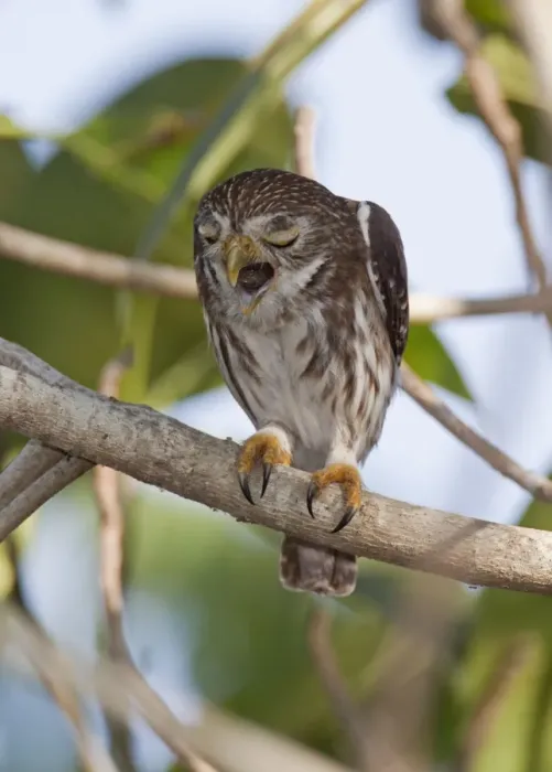 Framed Print : Ferruginous Pygmy-owl - regurgitating a pellot - Nayarit - Mexico - March Framed Print : Ferruginous Pygmy-owl - regurgitating a pellot - Nayarit - Mexico - March
