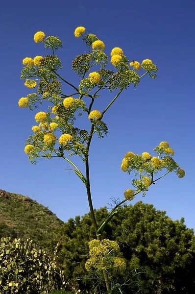 Ferula linkii - a tall perennial herb in full flower. Height up to 3m. Botanical Gardens. Las Palmas, Gran Canaria. February. Endemic to the Canary Islands