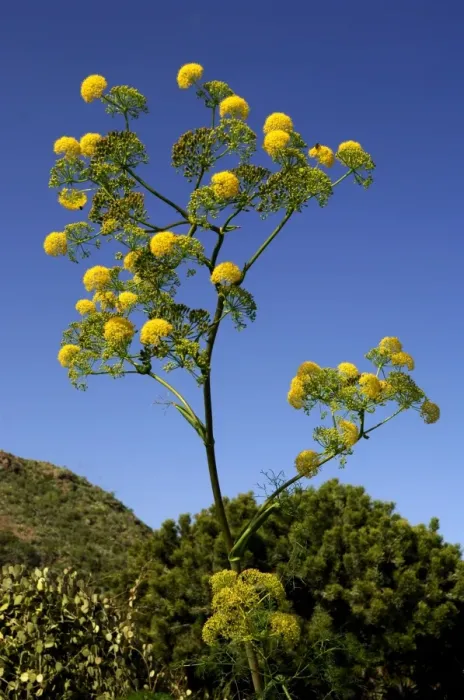 Framed Print : Ferula linkii - a tall perennial herb in full flower. Height up to 3m. Botanical Gardens. Las Palmas, Gran Canaria. February. Endemic to the Canary Islands Framed Print : Ferula linkii - a tall perennial herb in full flower. Height up to 3m. Botanical Gardens. Las Palmas, Gran Canaria. February. Endemic to the Canary Islands