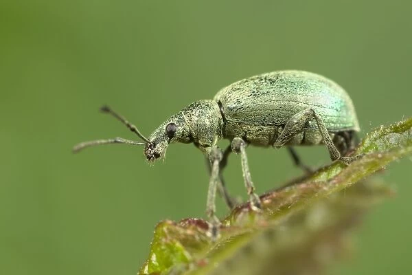 FEU-115. Green Weevil. Norfolk UK