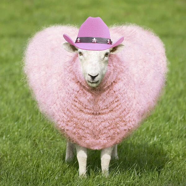 FEU-158-M. Sheep - Ewe - pink heart shaped wool wearing cowboy hat Date