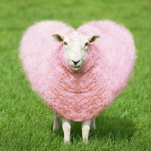 FEU-158-M. Sheep - Ewe - pink heart shaped wool